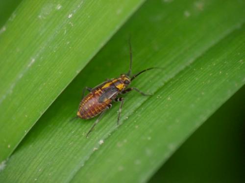 Réf. 152 017 : Capsodes flavomarginatus
