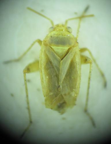 Réf. 152 135 : Phylinae inconnu