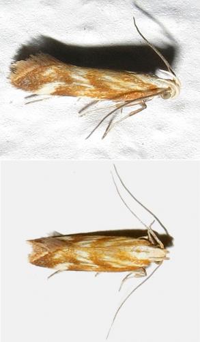 Réf. 152 316 : Mirificarma eburnella