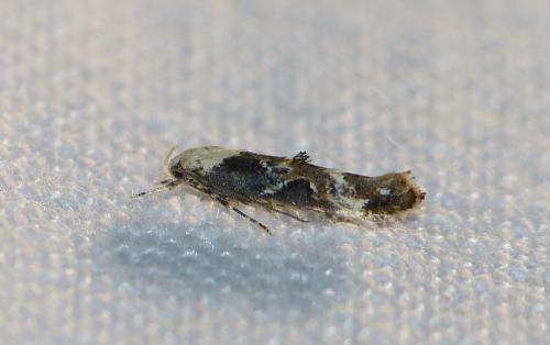 Réf. 152 768 : Mompha propinquella