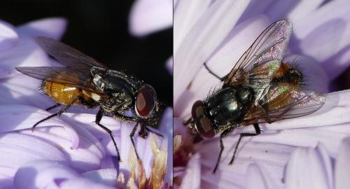 Musca autumnalis