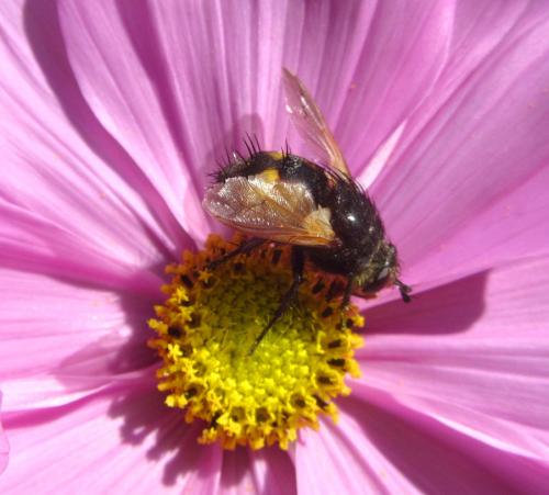 Nowickia ferox