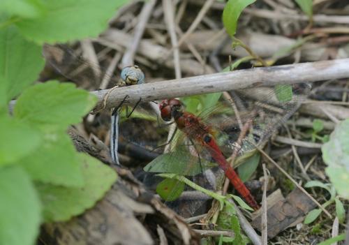 Sympetrum fonscolombii