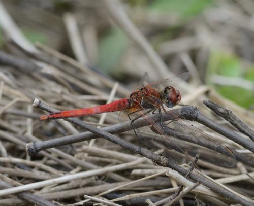 Réf. 152 366 : Sympetrum fonscolombii