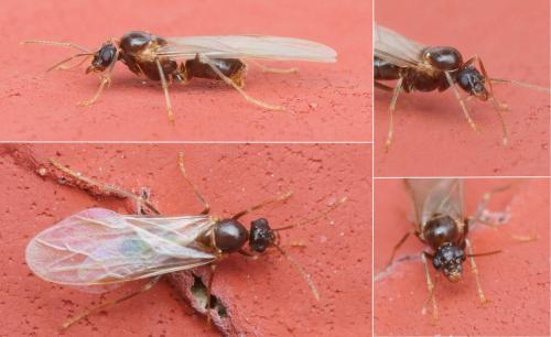 Réf. 152 201 : Lasius (alienus)