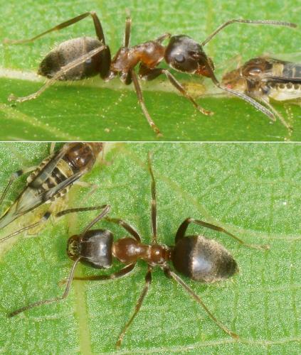 Lasius emarginatus