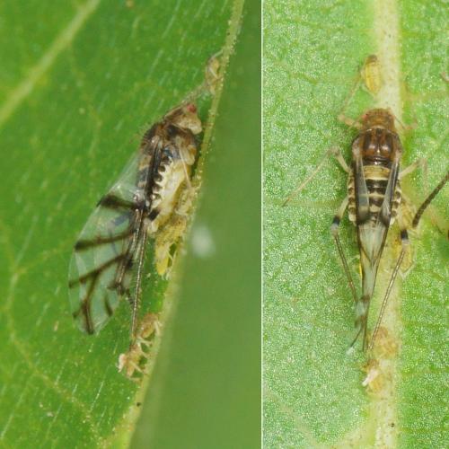 Panaphis juglandis