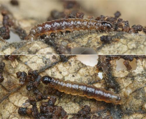 Réf. 152 084 : Duponchelia fovealis