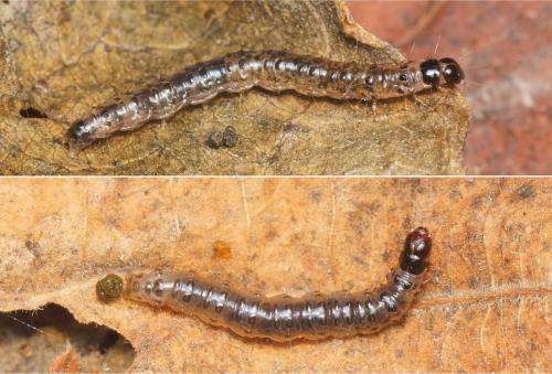 Réf. 152 086 : Duponchelia fovealis