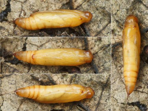 Réf. 152 087 : Duponchelia fovealis