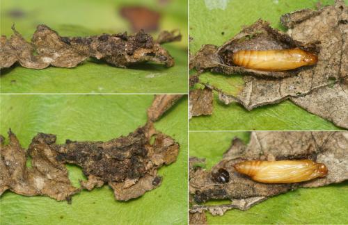 Réf. 152 088 : Duponchelia fovealis