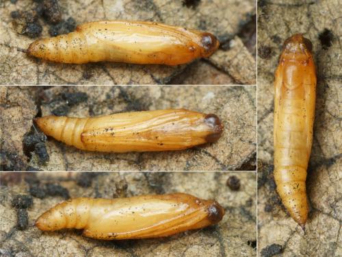 Réf. 152 089 : Duponchelia fovealis