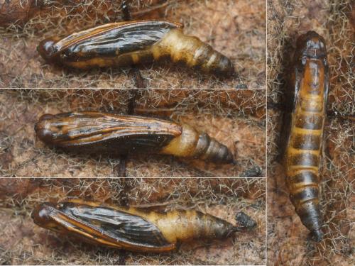 Réf. 152 090 : Duponchelia fovealis