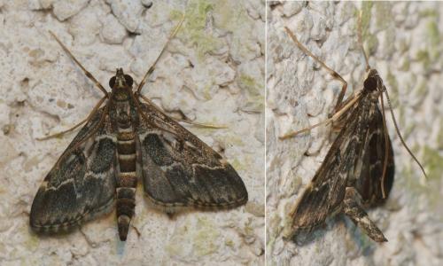 Réf. 152 093 : Duponchelia fovealis