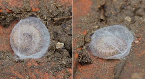 Anamastigona pulchella