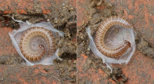 Réf. 152 299 : Anamastigona pulchella