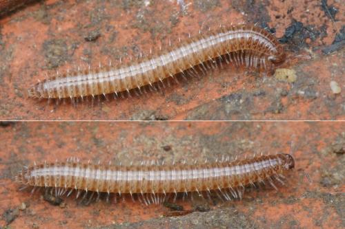 Anamastigona pulchella