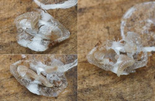Réf. 152 861 : Cheiloneurus sp.