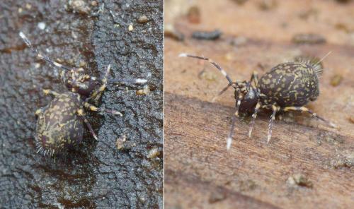 Ptenothrix italica