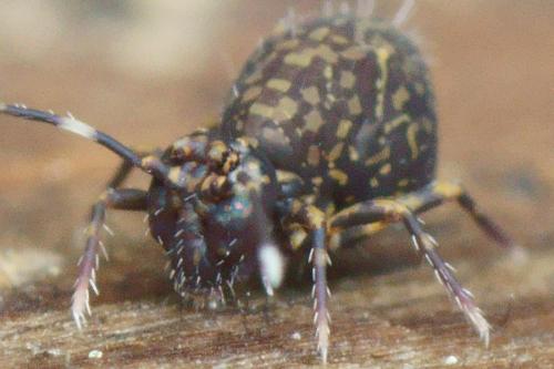 Ptenothrix italica