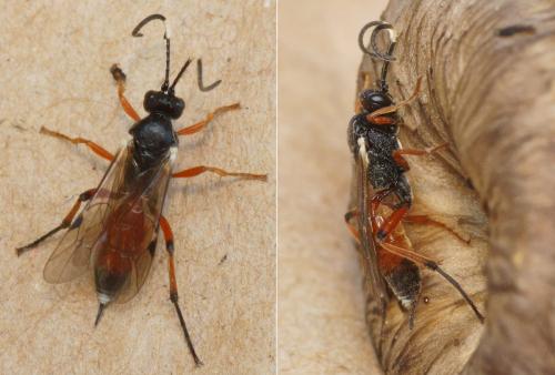 Cryptinae