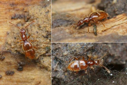 Réf. 152 753 : Paramaurops sp.
