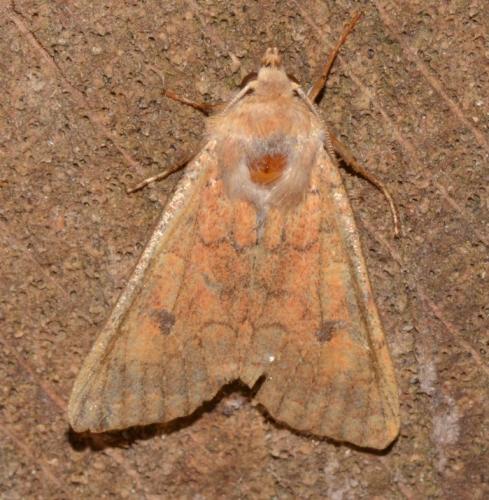 Agrochola circellaris