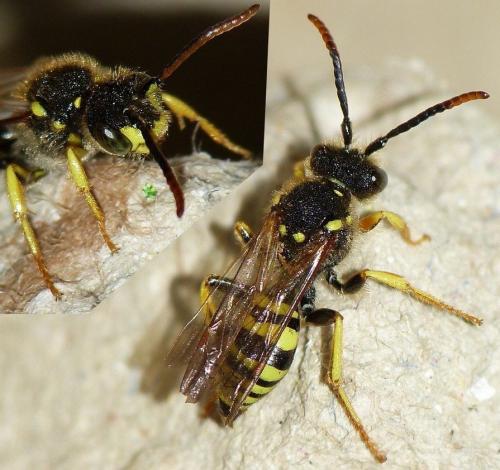 Nomada succincta