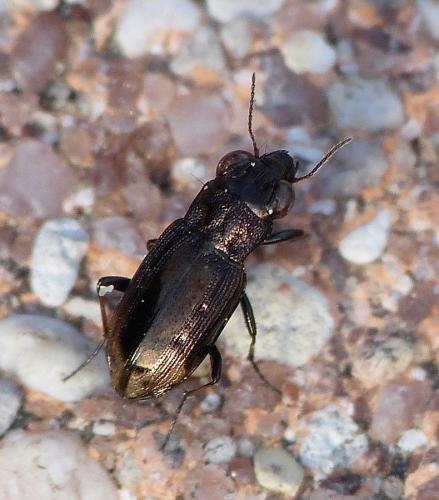 Réf. 152 548 : Notiophilus quadripunctatus