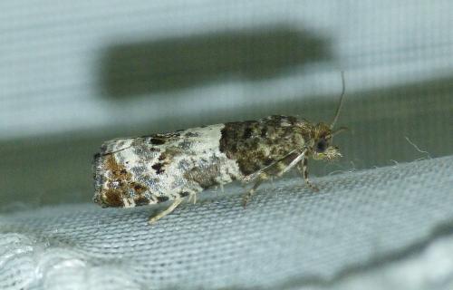 Réf. 152 023 : Notocelia trimaculana