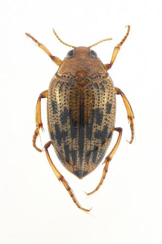 Haliplus fulvus