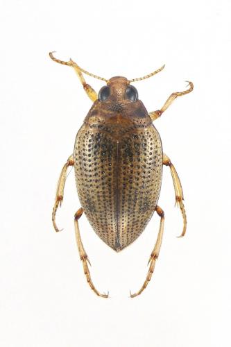 Haliplus flavicollis