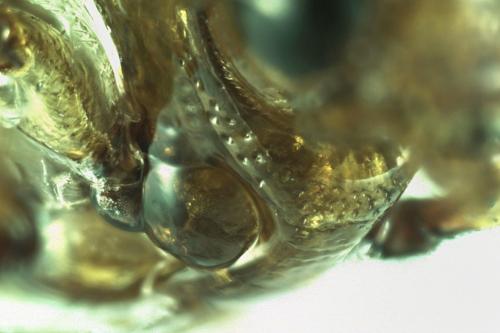 Haliplus flavicollis