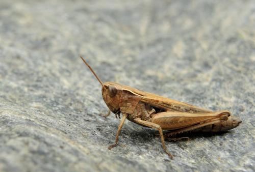 Omocestus panteli