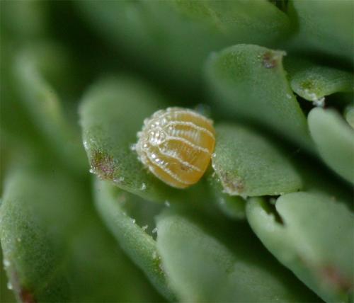 Réf. 152 597 : Spialia sertorius
