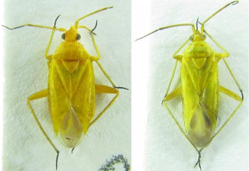 Oncotylus nigdensis