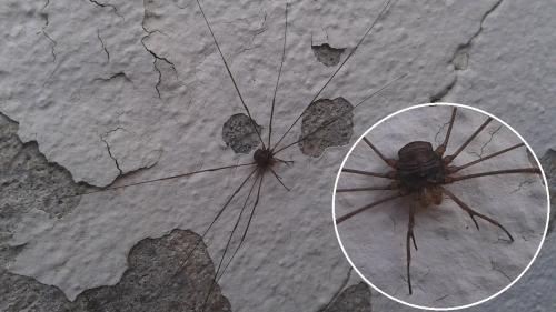 Dicranopalpus ramosus