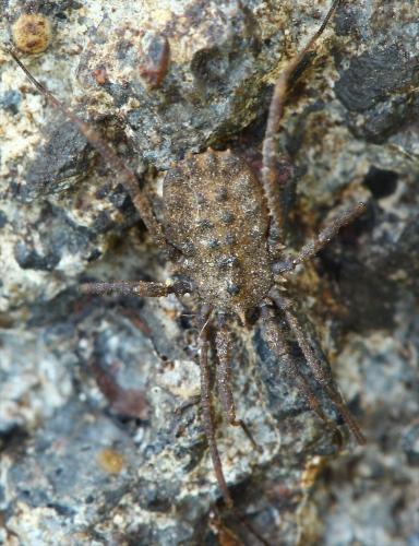 Réf. 152 722 : Homalenotus quadridentatus