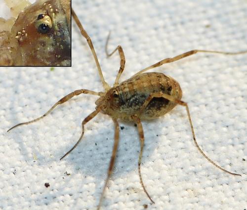 Paroligolophus agrestis