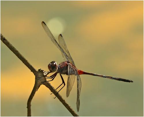 Orthemis attenuata