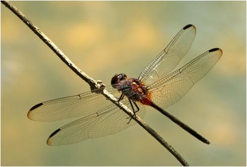 Orthemis attenuata