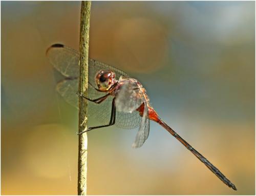 Orthemis attenuata
