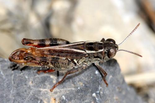 Calliptamus siciliae