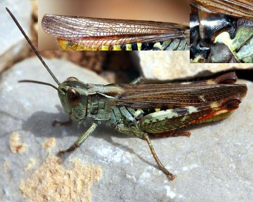 Chorthippus armoricanus