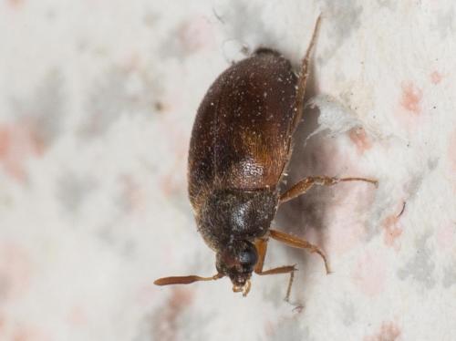 Attagenus smirnovi
