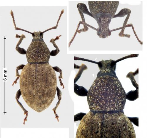 Réf. 152 690 : Otiorhynchus raucus