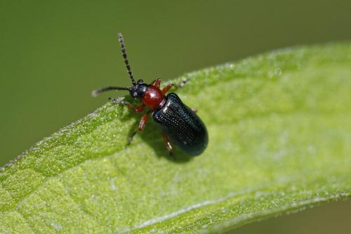 Oulema sp.