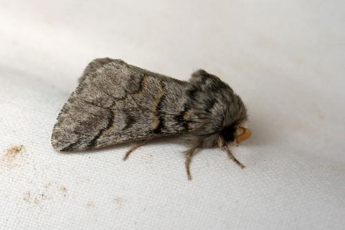 Thaumetopoea pinivora