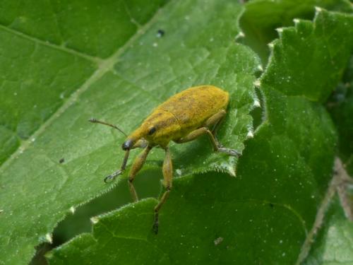 Lixus sp.