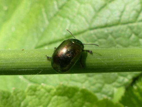Réf. 152 403 : Chrysolina sp.